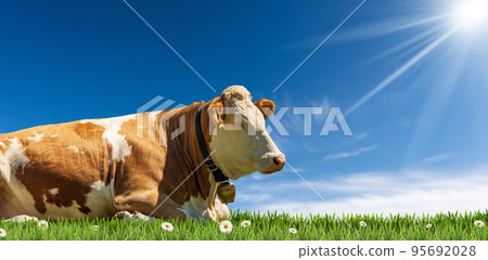Brown and White Dairy Cow with Cowbell on a Green Pasture 95692028