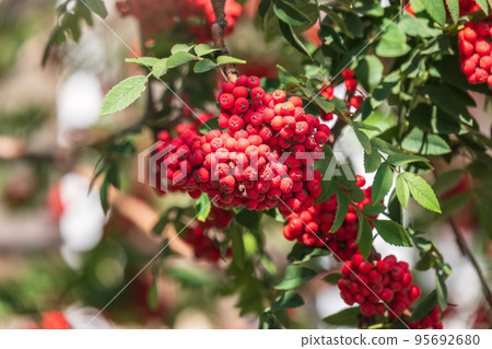 A bunch of red rowan in autumn leaves. 95692680