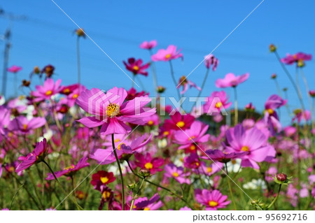 為秋天的藍色天空增添色彩的波斯菊花 花園栃木 95692716