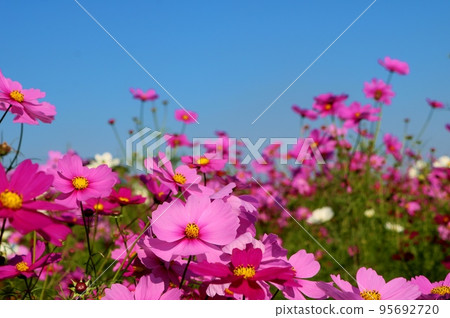 Cosmos flowers that add color to the blue autumn sky Flower garden Tochigi 95692720
