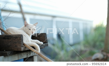 White cat sleeping and look at the camera. White cat sleeping and look at the camera. 95692814