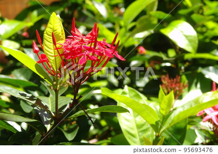Tropical red flower tropical plant (August) Santanka 07 Tropical red flower tropical plant (August) Santanka 07 95693476