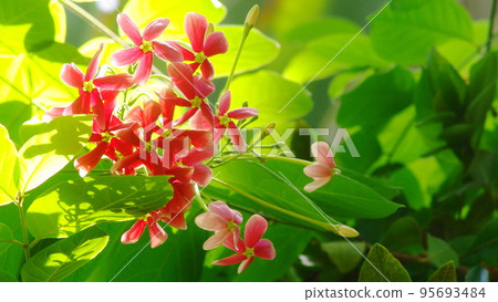 熱帶紅花熱帶植物（8月）石昆市13H16.9 95693484