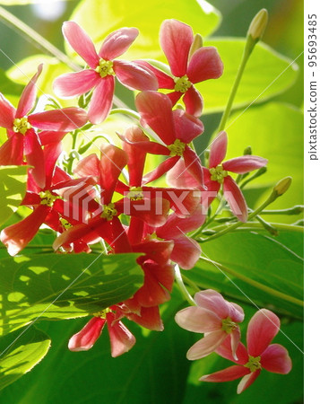 熱帶紅花熱帶植物（8月）石昆士13V3.4 95693485
