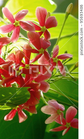 熱帶紅花熱帶植物（8月）石昆士13V9.16 95693486