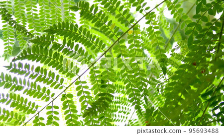 具有美麗綠葉圖案的熱帶植物（8月）藍花楹01H16.9 95693488