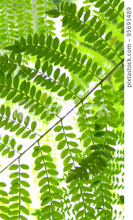 具有美麗綠葉圖案的熱帶植物（8月）藍花楹01V9.16 95693489