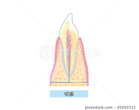 牙齒結構/截面矢量圖解材料 牙齒結構/截面矢量圖解材料 95693552