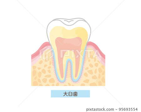牙齒結構/截面矢量圖解材料 95693554
