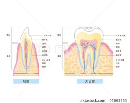 牙齒結構及名稱/截面矢量圖解材料 95693563