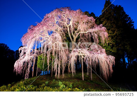 Illuminated ``Weeping Cherry Blossoms on the Battlefield'' (Nihonmatsu City, Fukushima Prefecture, mid-April) 95693725