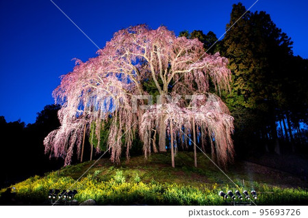 Illuminated ``Weeping Cherry Blossoms on the Battlefield'' (Nihonmatsu City, Fukushima Prefecture, mid-April) 95693726