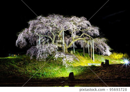 Illuminated "Nakajima Jizozakura" (Nihonmatsu City, Fukushima Prefecture, mid-April) 95693728