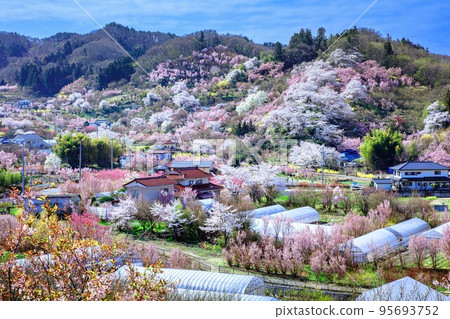 Hanamiyama in full spring (Fukushima City, Fukushima Prefecture, April) Hanamiyama in full spring (Fukushima City, Fukushima Prefecture, April) 95693752
