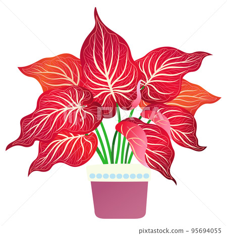 potted red-leaf plant 95694055