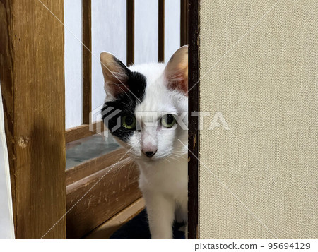 The cat watched 95694129