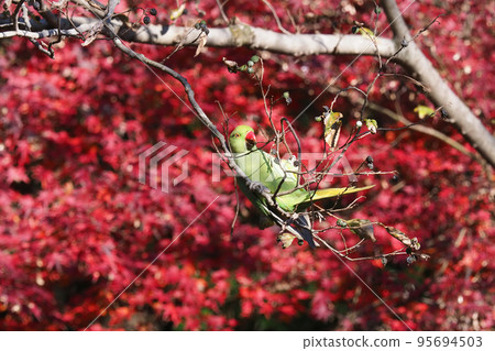一隻玫瑰環鸚鵡啄食堅果和秋葉 95694503