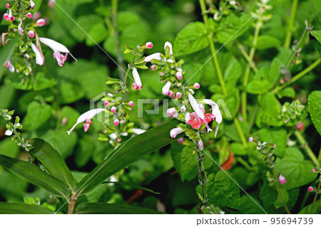 鼠尾草“珊瑚若蟲” 95694739