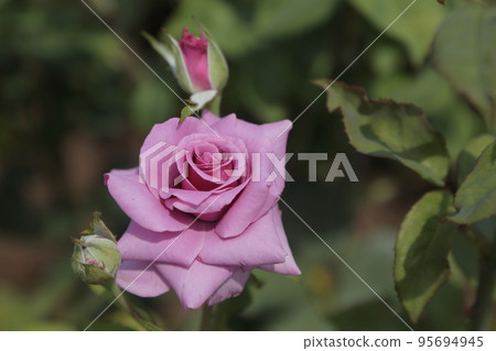 Arao City Ominous Citizen Flower Bed Rose Flower, 95694945