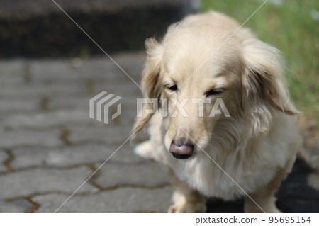 A miniature cream dachshund closing its eyes because it's too bright A miniature cream dachshund closing its eyes because it's too bright 95695154