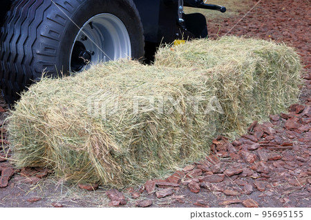 Hay and straw next to the truck. Hay for cows, horses, goats and sheep. Agricultural, harvest and farming concept. 95695155