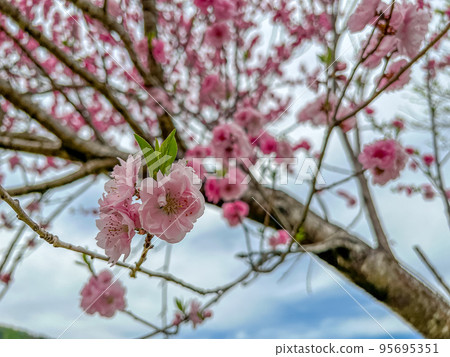 花桃在春日抬頭 花桃在春日抬頭 95695351