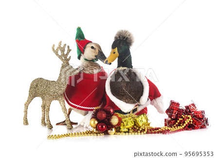 ducks and christmas 95695353