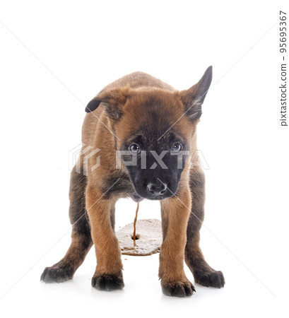 puppy malinois in studio 95695367