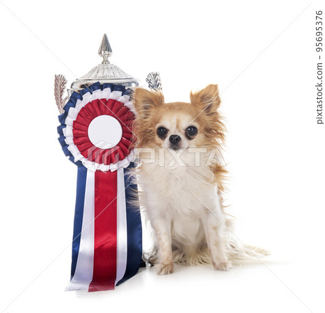 winner dog in studio winner dog in studio 95695376