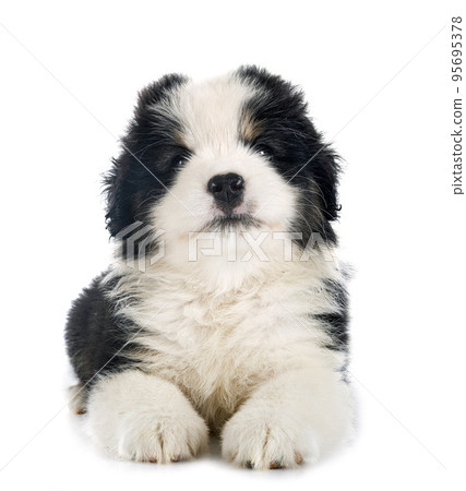 Miniature American Shepherd 95695378