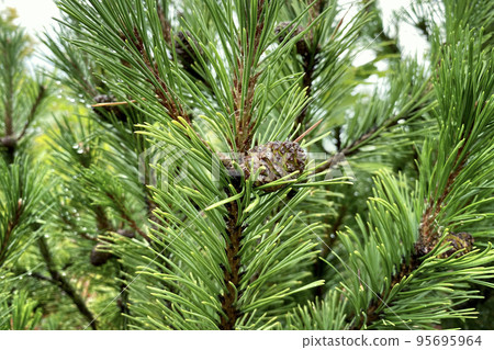 Green fresh fir branch with cones in forest on blurred background. Medicinal fresh plant with rich source of vitamins, minerals, and antioxidants. Pinus sylvestris. 95695964