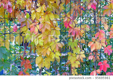 Autumn leaves of wild climbing grapes on city fence. September, October, November, Indian summer. Sunny day, warm weather. Autumn leaves of wild climbing grapes on city fence. September, October, November, Indian summer. Sunny day, warm weather. 95695981
