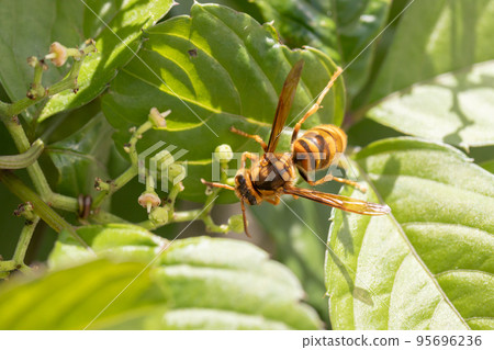 The flower of the bush mustard and the yellow hornet 95696236