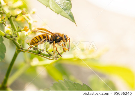 The flower of the bush mustard and the yellow hornet 95696240