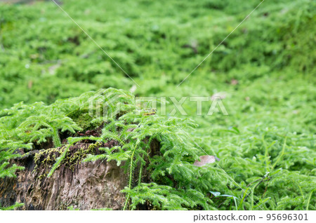 Beautiful green moss covering the trees of Jingoji temple in Kyoto Beautiful green moss covering the trees of Jingoji temple in Kyoto 95696301