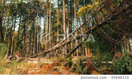 Tree fallen in the mountains due to disease, uprooted roots Tree fallen in the mountains due to disease, uprooted roots 95696310