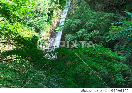 [Japan's Top 100 Waterfalls] Summer Morning Nunobiki Falls Medaki 1 Chuo Ward, Kobe City, Hyogo Prefecture 95696355