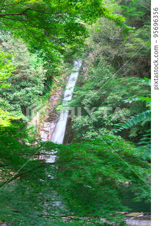 [Japan's Top 100 Waterfalls] Summer Morning Nunobiki Falls Medaki 2 Chuo Ward, Kobe City, Hyogo Prefecture 95696356