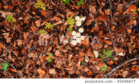 Group of small white mushrooms on the floor full of autumn leaves 95696677