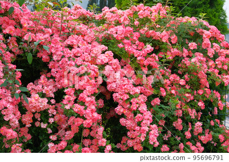 Pink blooming rose bush. Roses background in flowers garden. Bulgarian aromatic rose valley. 95696791
