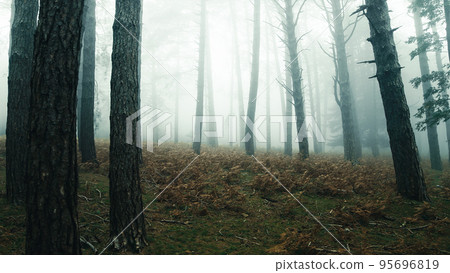 The beautiful forest during mist in Autumn season in mountain The beautiful forest during mist in Autumn season in mountain 95696819