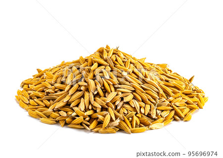 Side view closeup pile of dry freshly harvested paddy. 95696974