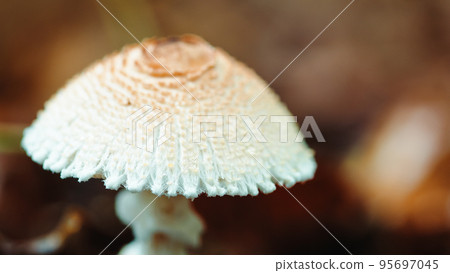 White mushroom on the floor of a mountain in Autumn White mushroom on the floor of a mountain in Autumn 95697045