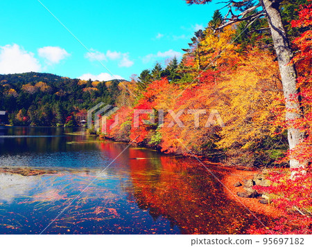 紅葉、白駒池的景色、絕景 95697182