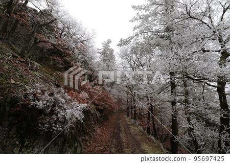 A hiking path leading to the frost and foggy woodland forest in Bernkastel-kues Germany A hiking path leading to the frost and foggy woodland forest in Bernkastel-kues Germany 95697425