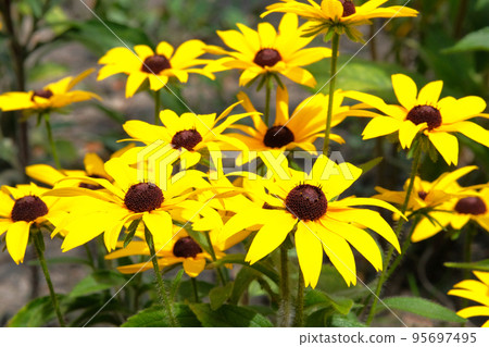 Yellow Echinacea flower on green nature background, closeup. Yellow flower in nature. 95697495