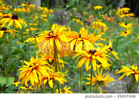 Yellow Echinacea flowers on green nature background during the day. Bright orange coneflower in meadow. Yellow Echinacea flowers on green nature background during the day. Bright orange coneflower in meadow. 95697496