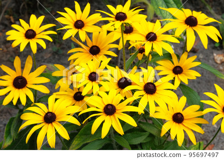 Yellow Echinacea flowers on green nature background in sunny day. Orange flowers for herbal medicine in nature. Yellow Echinacea flowers on green nature background in sunny day. Orange flowers for herbal medicine in nature. 95697497
