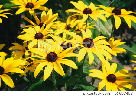 Yellow Echinacea flowers on green nature background in sunny day. Orange flowers for herbal medicine. Yellow Echinacea flowers on green nature background in sunny day. Orange flowers for herbal medicine. 95697498