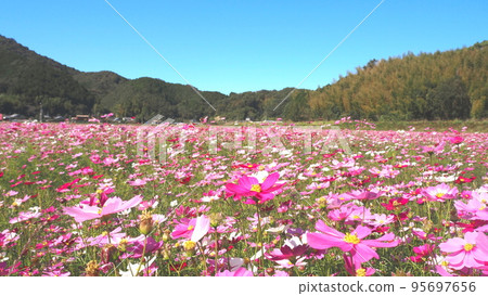 Cosmos field, sky and mountains 95697656